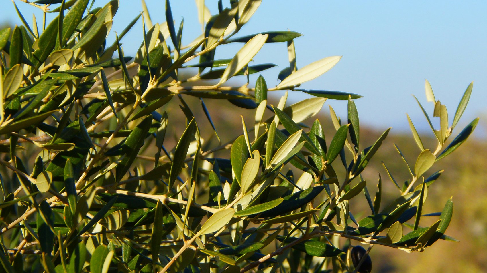 Olive branch