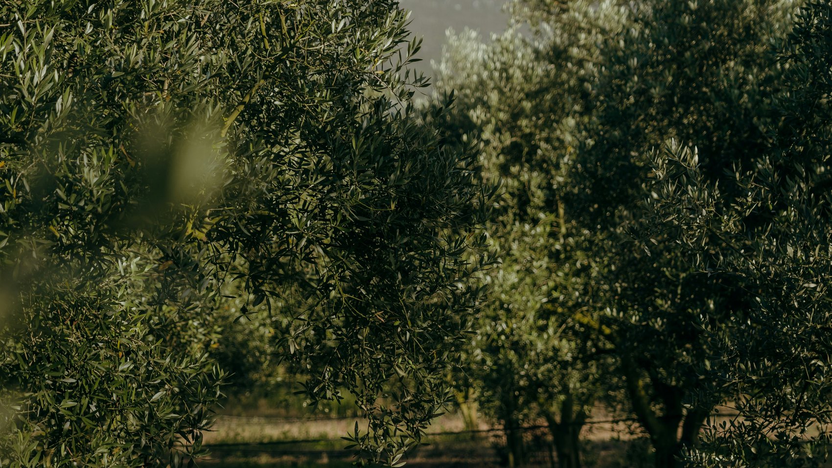 Olive orchard